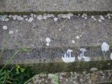 image of grave number 786827